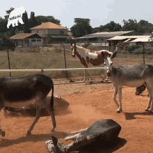Rolling On The Ground Horse GIF - Rolling On The Ground Horse Donkey GIFs
