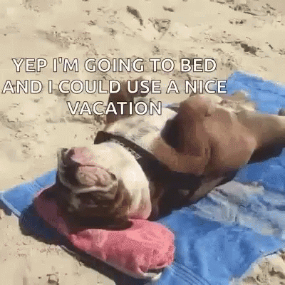 Funny Animals Beautiful Day GIF - Funny Animals Beautiful Day Cute Dog -  Discover & Share GIFs