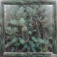 a picture of a plant in a wooden frame with pixiz