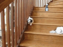dog slide stairs slow climb