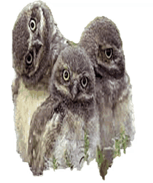 %D0%BC%D1%8B%D1%82%D1%83%D1%82 owls owlets cute birds