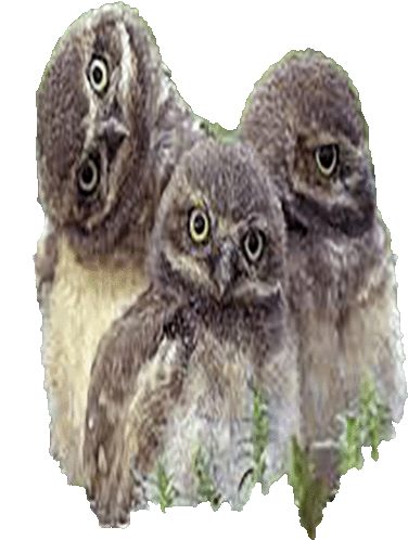 мытут Owls Sticker - мытут Owls Owlets Stickers