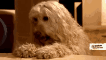 Dog Ashamed GIF - Tail Between Legs Ashamed Embarrassed GIFs