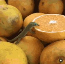 gecko orange licking yummy hungry