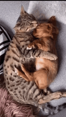 Dog And Cat Cute GIF - Dog And Cat Cute GIFs