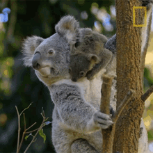 Climb Down Koalas101 GIF