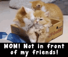 Mom Not In Front Of My Friends International Cat Day GIF
