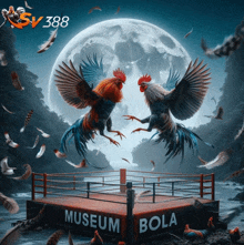 two roosters are fighting in a boxing ring with the words museum bola on the side