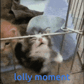 Kitten Lolly GIF - Kitten Lolly Lolly Animal Crossing GIFs