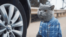 Aarons Cat GIF - Aarons Cat Tire GIFs