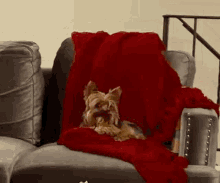 Oh No GIF - Oh No Busted GIFs
