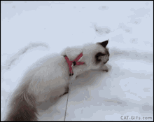 Fluffy Cat GIF