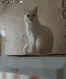 Cat Greeting GIF - Cat Greeting Pedro GIFs