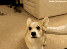 Corgi Dog GIF - Corgi Dog Doggo GIFs