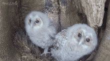 waiting for their mother robert e fuller owls nest observing the nest owls