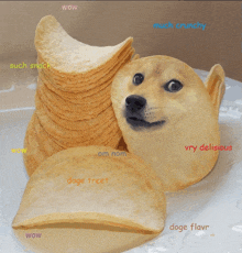 Own The Doge GIF - Own The Doge GIFs