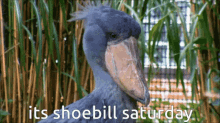 Shoebill Saturday GIF - Shoebill Saturday Shoebill Saturday GIFs