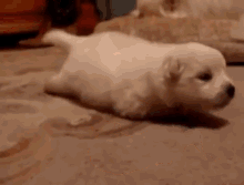 Puppy'S First Steps...Almost GIF - Puppey Crawl First Steps GIFs