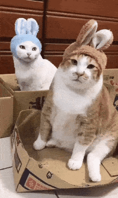 cute easter cats