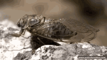 Cigale GIF - Cigale Insect Le Sud GIFs