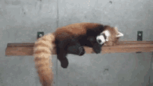 Red Panda Lazy GIF - Red Panda Lazy Sleepy GIFs