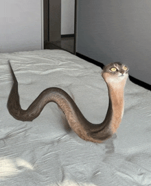 a cat that looks like a snake with a long neck