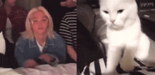 a woman laying on a bed next to a cat