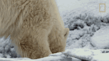 Sniffing Destination Wild GIF - Sniffing Destination Wild Searching For Something GIFs