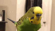 Parakeet Confused GIF - Parakeet Confused What GIFs