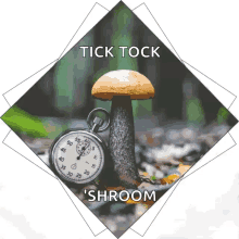 ticktick mushroom