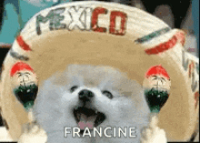 Cinco De Mayo Mexico GIF