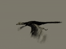 Archaeopteryx Flying GIF - Archaeopteryx Flying Flapping GIFs