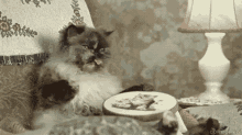 Cat Angry GIF - Cat Angry Sassy GIFs