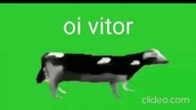 a black and white cow is walking on a green screen with the words oi vitor written on it .