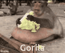 Gorila Monkey GIF - Gorila Monkey Eating GIFs