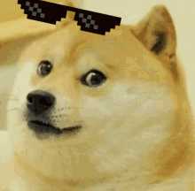 Deal With It Doge GIF - Deal With It Doge Thug Life GIFs
