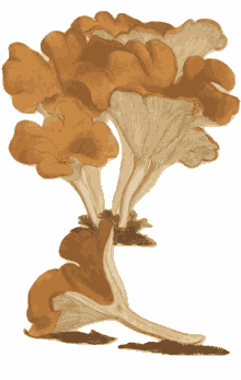 mushroom tawny