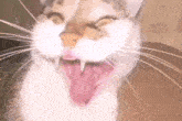 Cat Scream Cat Mouth Open GIF - Cat Scream Cat Mouth Open Cat Laughing GIFs