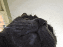 a close up of a cat 's face looking up at the camera