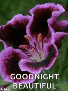 goodnight sparkles flowers beautiful
