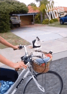 Riding Bicycle Awoo GIF - Riding Bicycle Awoo Howl GIFs