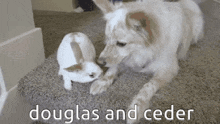 a dog and a rabbit are playing with each other on a carpet .
