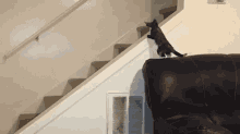 Down The Stairs GIF - Cats Falling GIFs