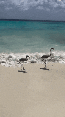 two flamingos are walking on a beach near the ocean