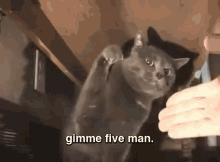 High Five! GIF - Cat Gimme Five High Five GIFs