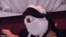 a white dog wearing a black hat is being petted by someone