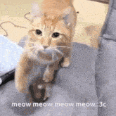 Meow Kitty GIF - Meow Kitty Cat GIFs