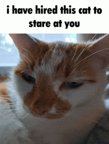 Silly Cat GIF - Silly Cat Kitty GIFs