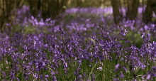 Violets GIF - Flowers Pretty Violet GIFs