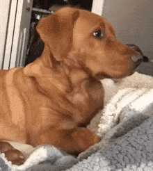 a brown dog is laying on a blanket on a bed and looking at the camera .